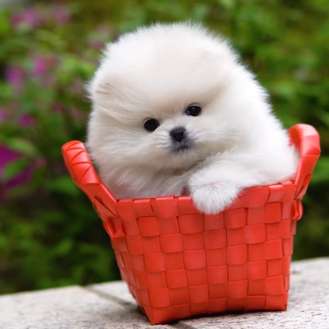 Pom Breeder Petite Posh Puppies Atlanta GA SQ