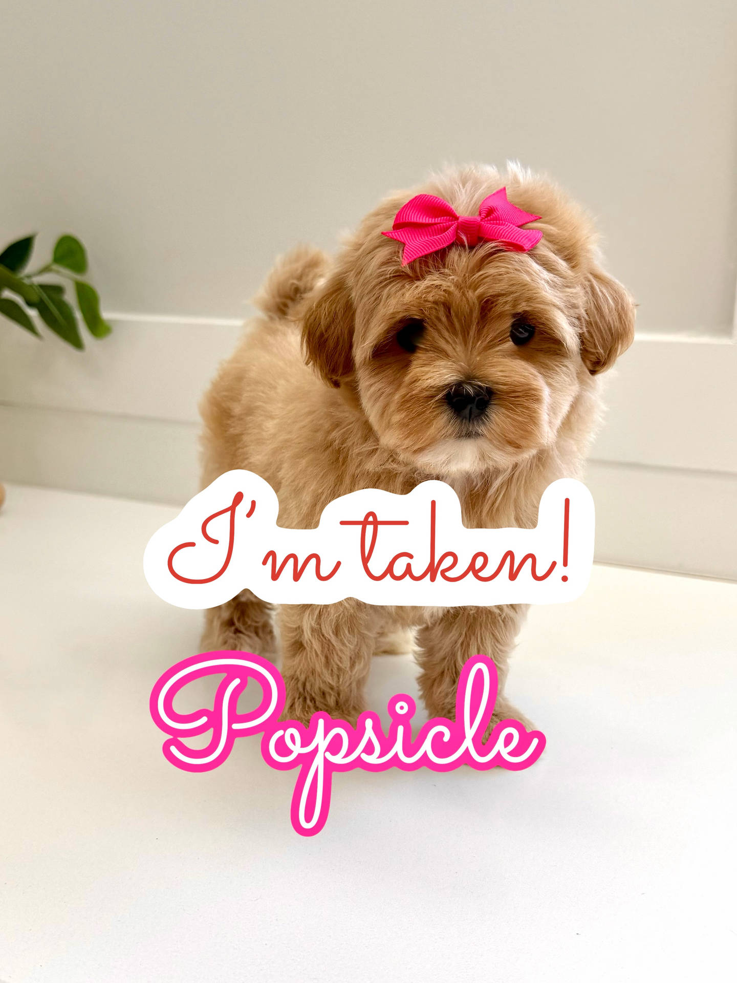 Popsicle - F Maltipoo Puppy - Litter -- - Forever Home in Somerset- NJ