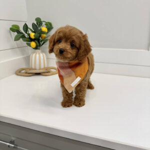Poptart - FB Cavapoo Puppy - BPPP Litter --_