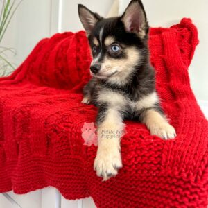 Porsha-Dark-Wolf-Sable-Mini-Pomsky-Petite-Posh-Puppies-