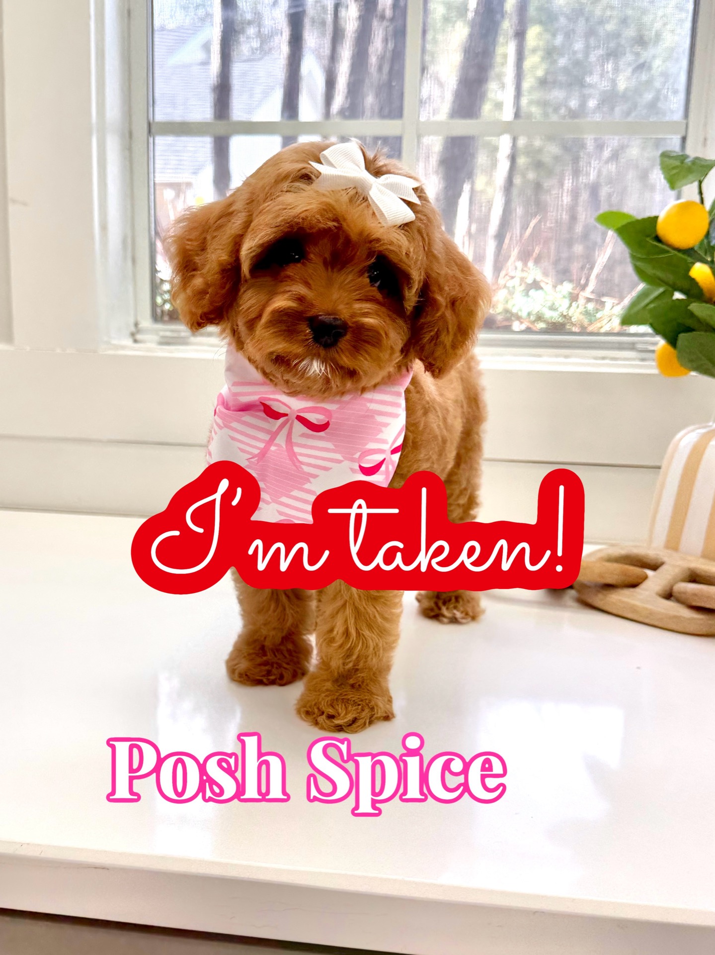 Posh Spice - F Cavapoo Puppy - BPPP Litter -- - Forever Home in Freehold- NJ