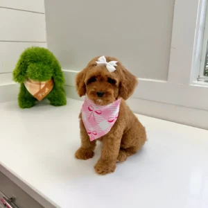 Posh Spice - F Cavapoo Puppy - BPPP Litter --_