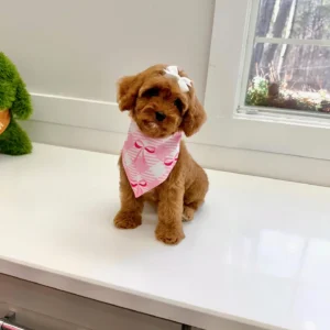 Posh Spice - F Cavapoo Puppy - BPPP Litter --_