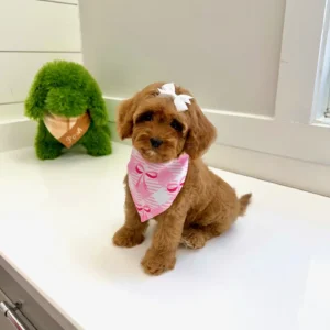 Posh Spice - F Cavapoo Puppy - BPPP Litter --_