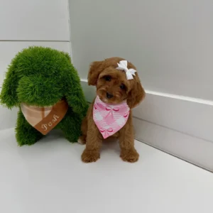 Posh Spice - F Cavapoo Puppy - BPPP Litter --_