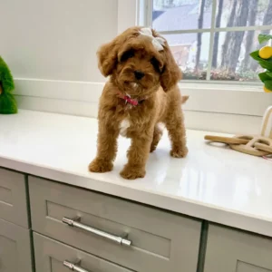 Posh Spice - F Cavapoo Puppy - BPPP Litter --_