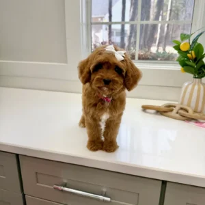 Posh Spice - F Cavapoo Puppy - BPPP Litter --_
