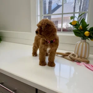 Posh Spice - F Cavapoo Puppy - BPPP Litter --_
