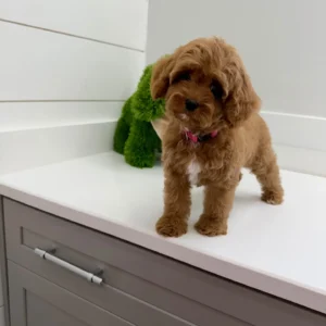 Posh Spice - F Cavapoo Puppy - BPPP Litter --_