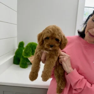 Posh Spice - F Cavapoo Puppy - BPPP Litter --_