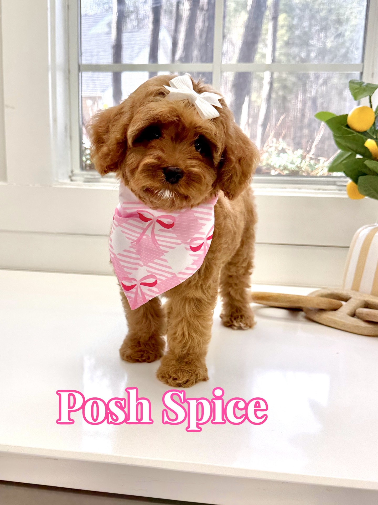 Posh Spice - F Cavapoo Puppy - BPPP Litter --_