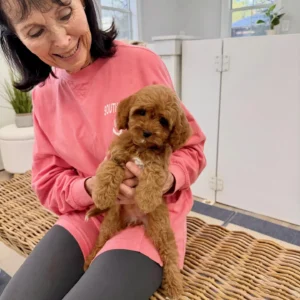 Posh Spice - F Cavapoo Puppy - BPPP Litter --_