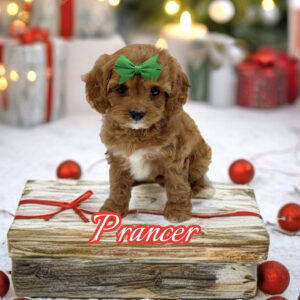 Prancer - F Cavapoo Puppy - BPPP Litter --_
