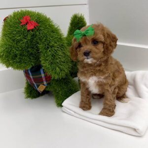 Prancer - F Cavapoo Puppy - BPPP Litter --_