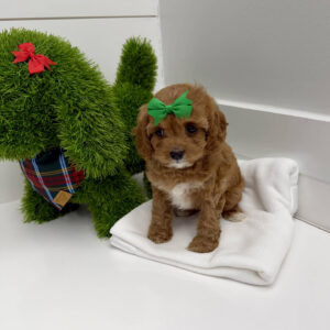 Prancer - F Cavapoo Puppy - BPPP Litter --_