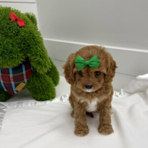 Prancer - F Cavapoo Puppy - BPPP Litter --_
