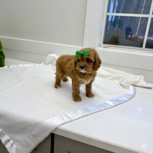 Prancer - F Cavapoo Puppy - BPPP Litter --_
