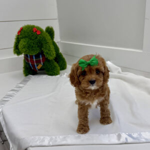 Prancer - F Cavapoo Puppy - BPPP Litter --_