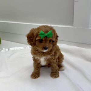 Prancer - F Cavapoo Puppy - BPPP Litter --_