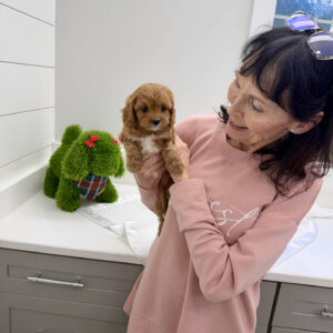 Prancer - F Cavapoo Puppy - BPPP Litter --_