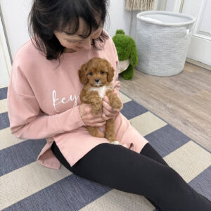 Prancer - F Cavapoo Puppy - BPPP Litter --_