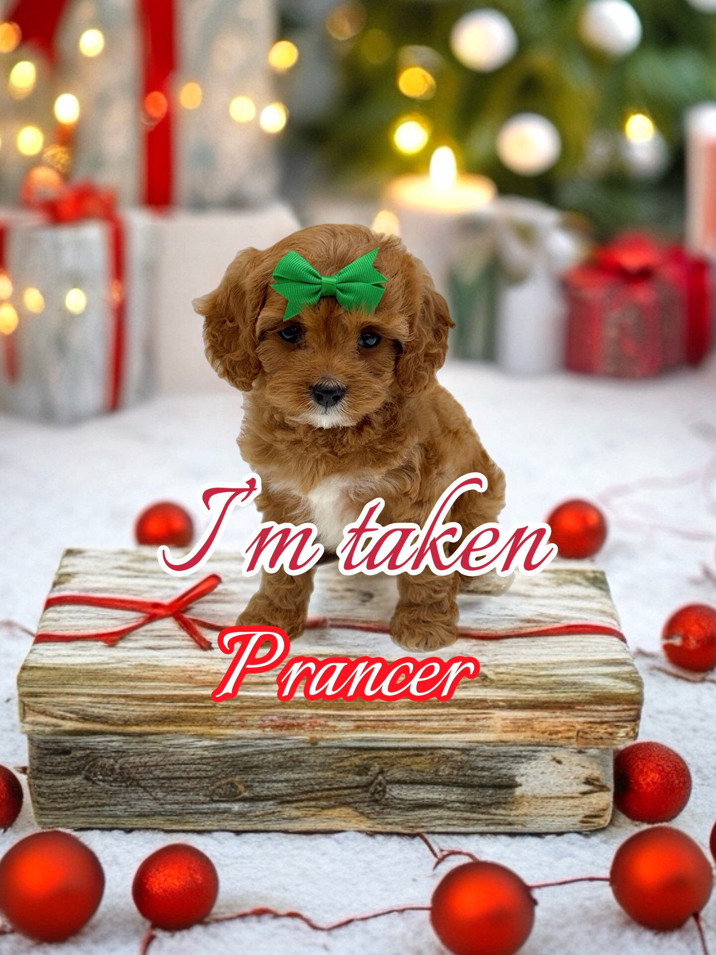 Prancer - F Cavapoo Puppy - BPPP Litter --_Forever Home in Thomaston- GA