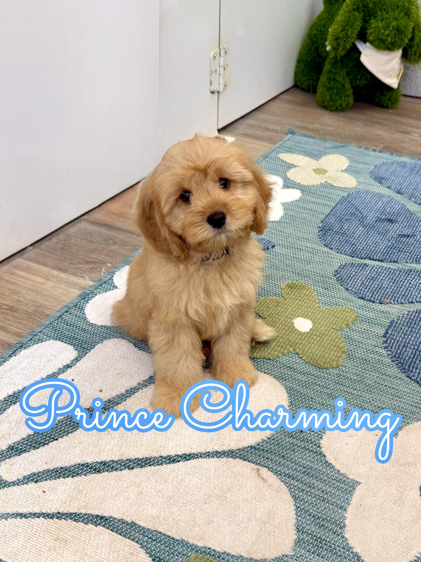 Prince Charming - F Cavapoo Puppy - Litter --_