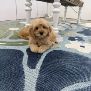 Prince Charming - F Cavapoo Puppy - Litter --_