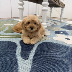 Prince Charming - F Cavapoo Puppy - Litter --_