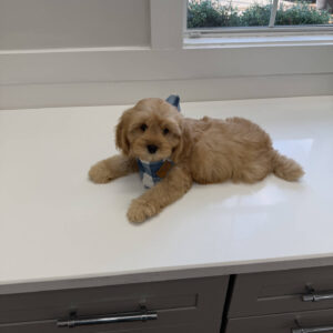 Prince Charming - F Cavapoo Puppy - Litter --_