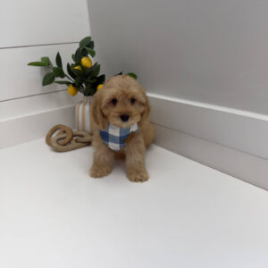 Prince Charming - F Cavapoo Puppy - Litter --_