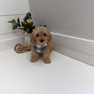 Prince Charming - F Cavapoo Puppy - Litter --_