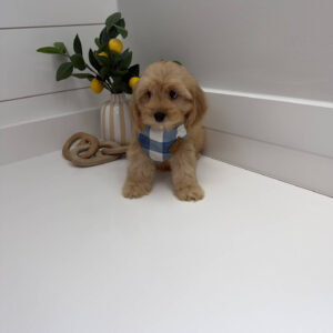 Prince Charming - F Cavapoo Puppy - Litter --_