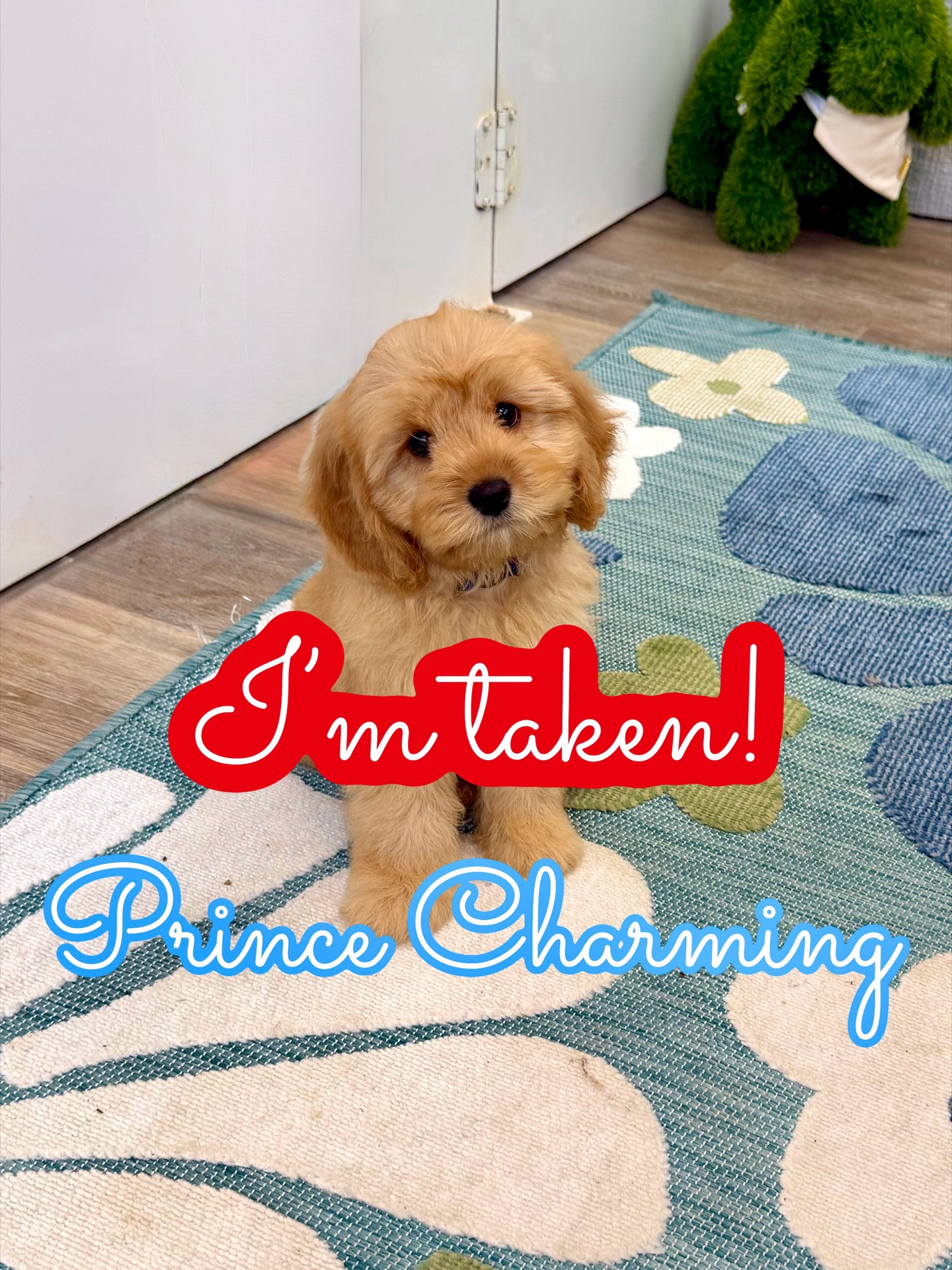 Prince Charming - F Cavapoo Puppy - Litter --_Forever Home in Dallas- TX
