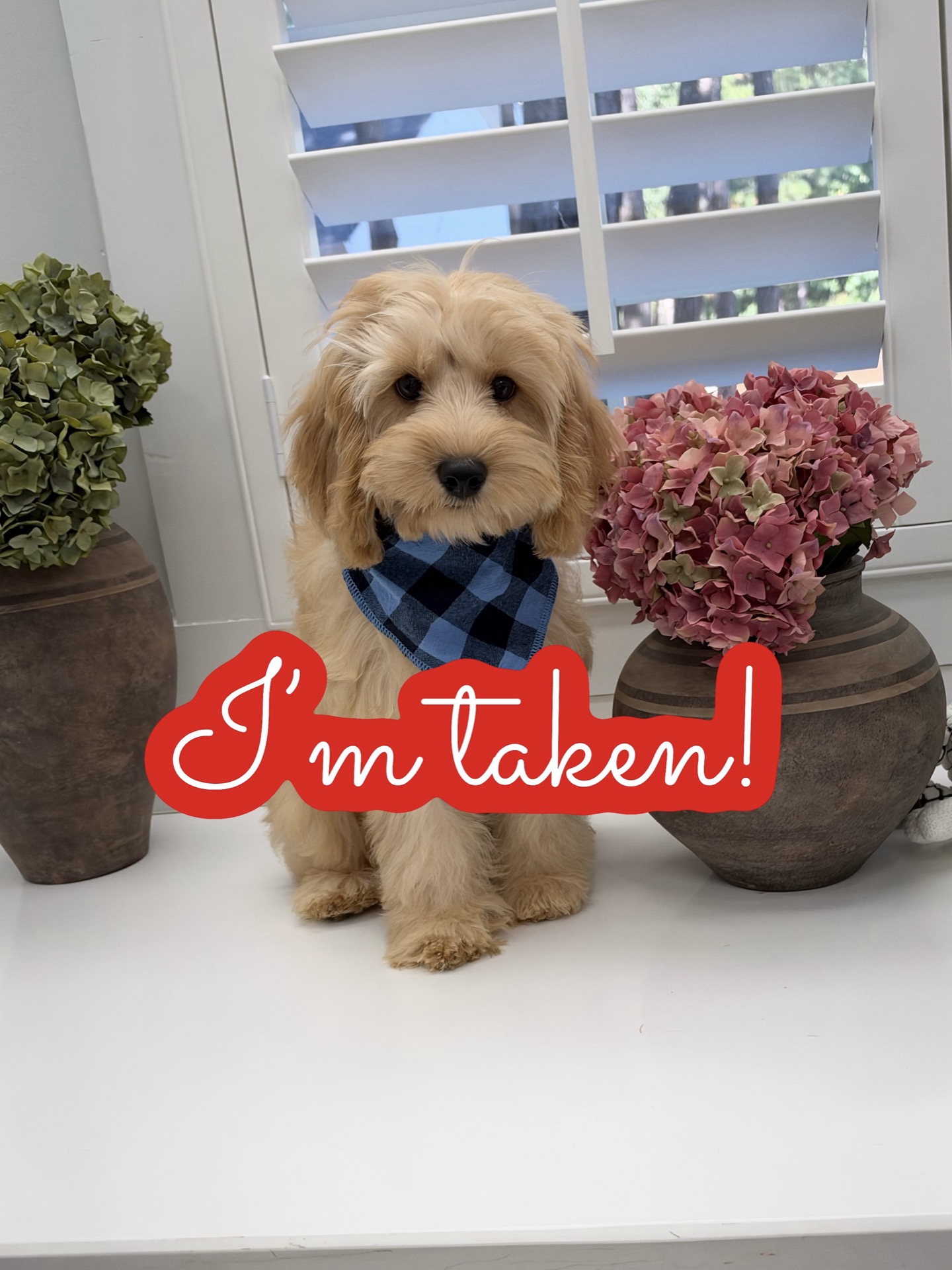 Prince Charming - F Cavapoo Puppy - Litter --_Forever Home in Laguna Niguel- CA