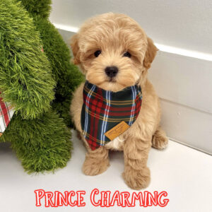 Prince Charming - F Maltipoo Puppy - BPPP Litter --_