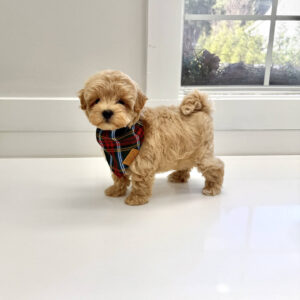 Prince Charming - F Maltipoo Puppy - BPPP Litter --_