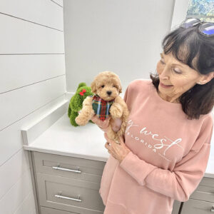 Prince Charming - F Maltipoo Puppy - BPPP Litter --_