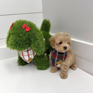 Prince Charming - F Maltipoo Puppy - BPPP Litter --_