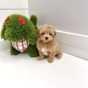 Prince Charming - F Maltipoo Puppy - BPPP Litter --_