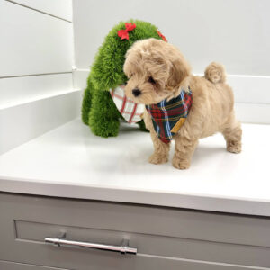 Prince Charming - F Maltipoo Puppy - BPPP Litter --_