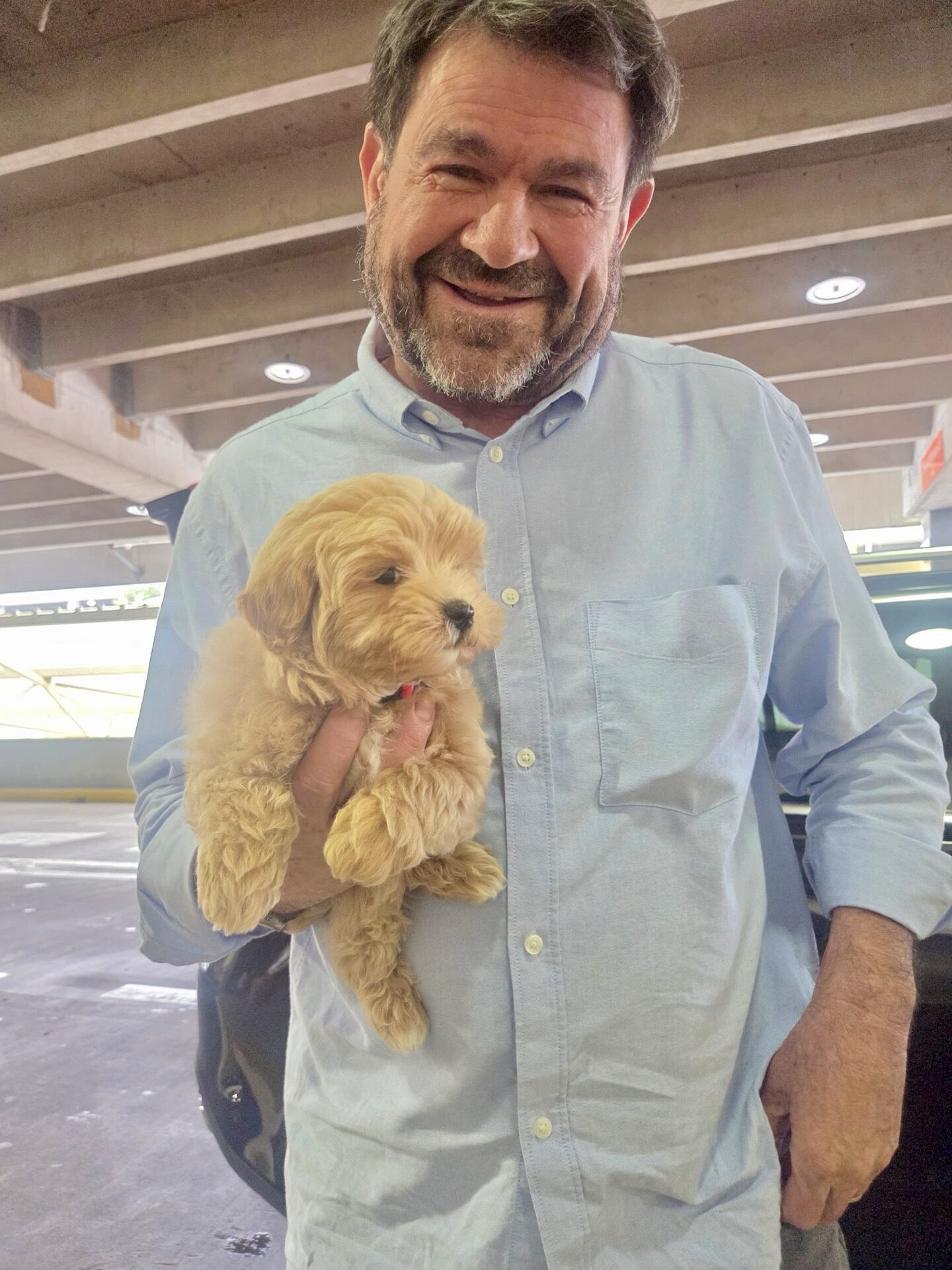 Prince Charming - F Maltipoo Puppy - BPPP Litter --_Forever Home in Gainesville- FL_