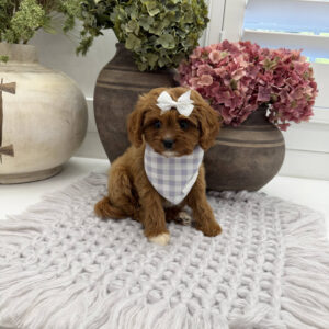 Prue - F Cavapoo Puppy - Litter --_