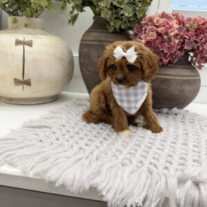 Prue - F Cavapoo Puppy - Litter --_