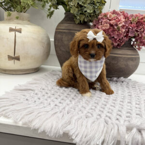 Prue - F Cavapoo Puppy - Litter --_