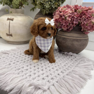 Prue - F Cavapoo Puppy - Litter --_