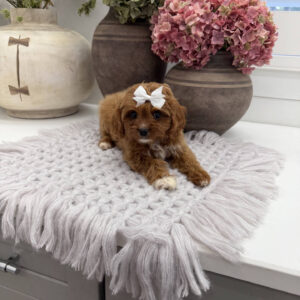 Prue - F Cavapoo Puppy - Litter --_