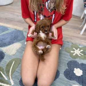 Prue - F Cavapoo Puppy - Litter --_