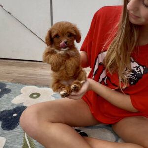 Prue - F Cavapoo Puppy - Litter --_