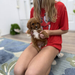 Prue - F Cavapoo Puppy - Litter --_